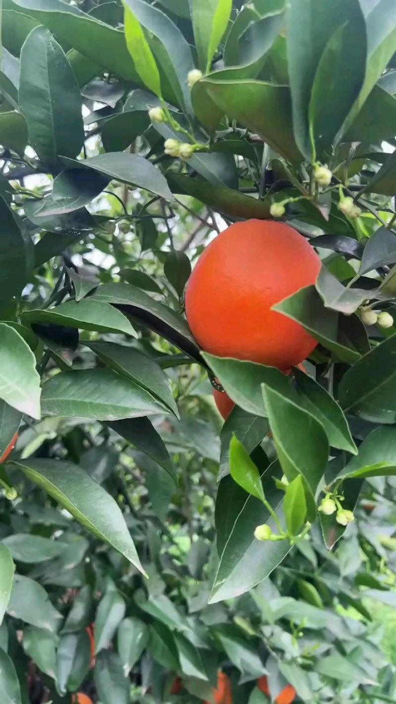 《伦晚脐橙》万州正宗橙子基地直发对接商超团购电商一条龙