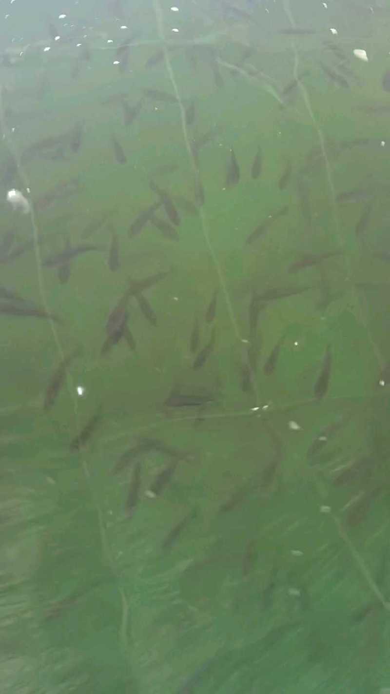 优质加州鲈鱼苗优鲈3号大口黑鲈鱼苗鲈鱼苗水花供应