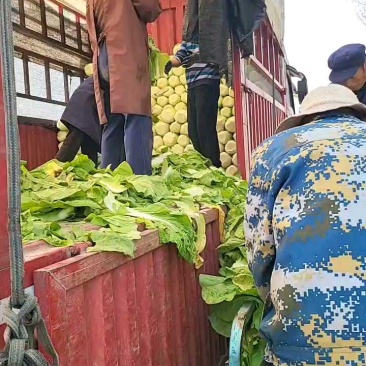 精品456黄心白菜