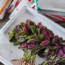 红苋菜苋菜产地一手货源充足，量大从优，欢迎来电