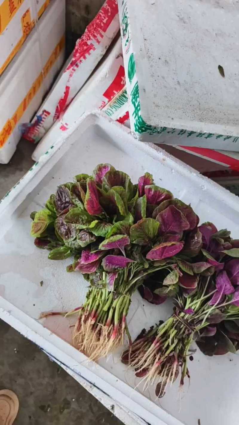 红苋菜苋菜产地一手货源充足，量大从优，欢迎来电