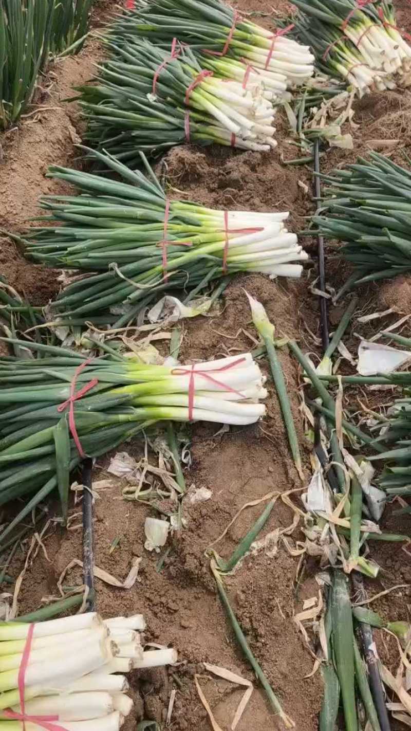 江苏启东脱水大葱大量出货，个高本长页面好！