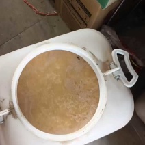 天然蜂蜜成熟枸杞花蜜小瓶装农家自产新鲜原浆液态结晶原蜜