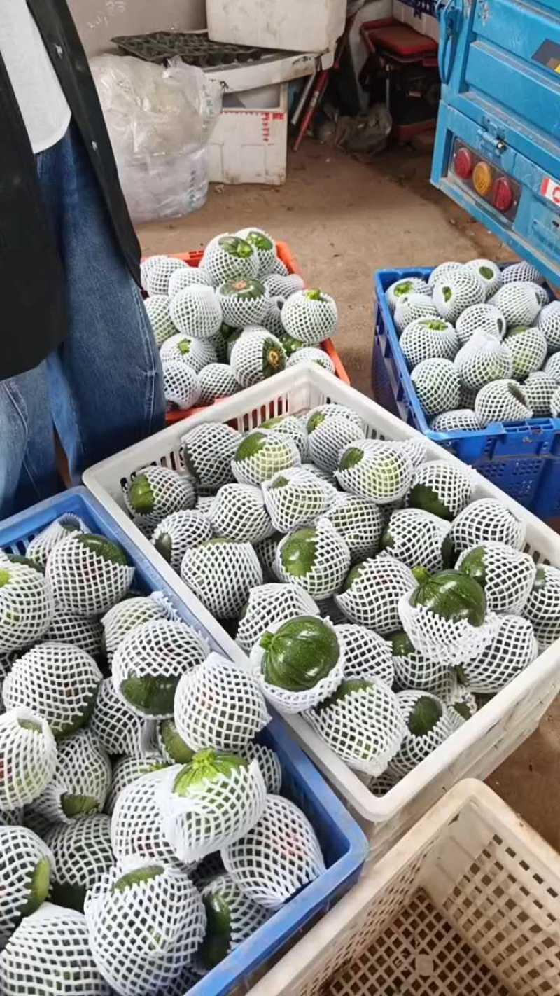 小南瓜产地看货论价保质保量欢迎订购