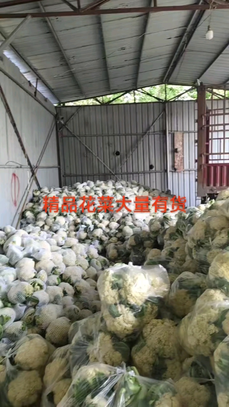 山东郯城菜花有机散花松花菜无黑点产地直供量大从优合作共赢