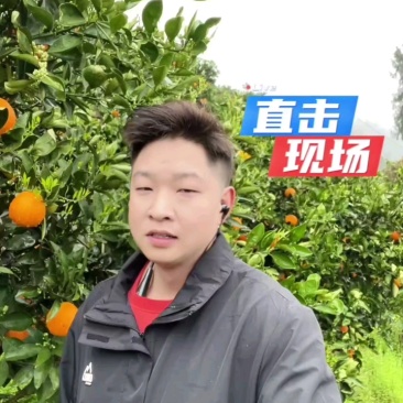秭归正宗鲜果伦晚脐橙整车批发销售品质三包放心采购