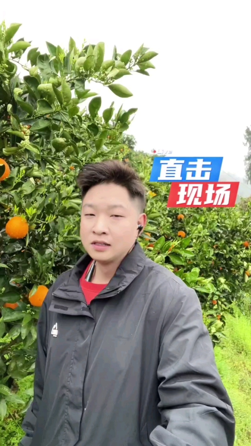 秭归正宗鲜果伦晚脐橙整车批发销售品质三包放心采购