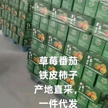 铁皮西红柿对接各大商超全国代发电联详谈