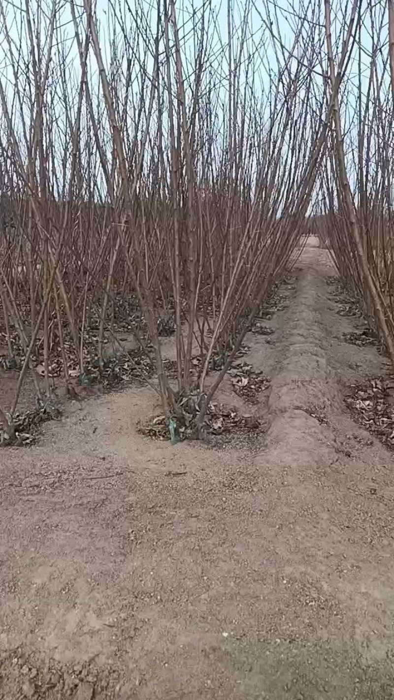 大红袍李子苗，自家苗圃繁育苗，保证纯度保证质量，死苗补发