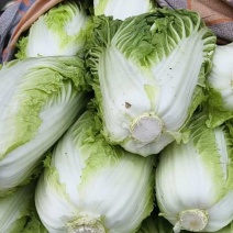 黄心大白菜，六毛七毛，山东泰安梁王市场