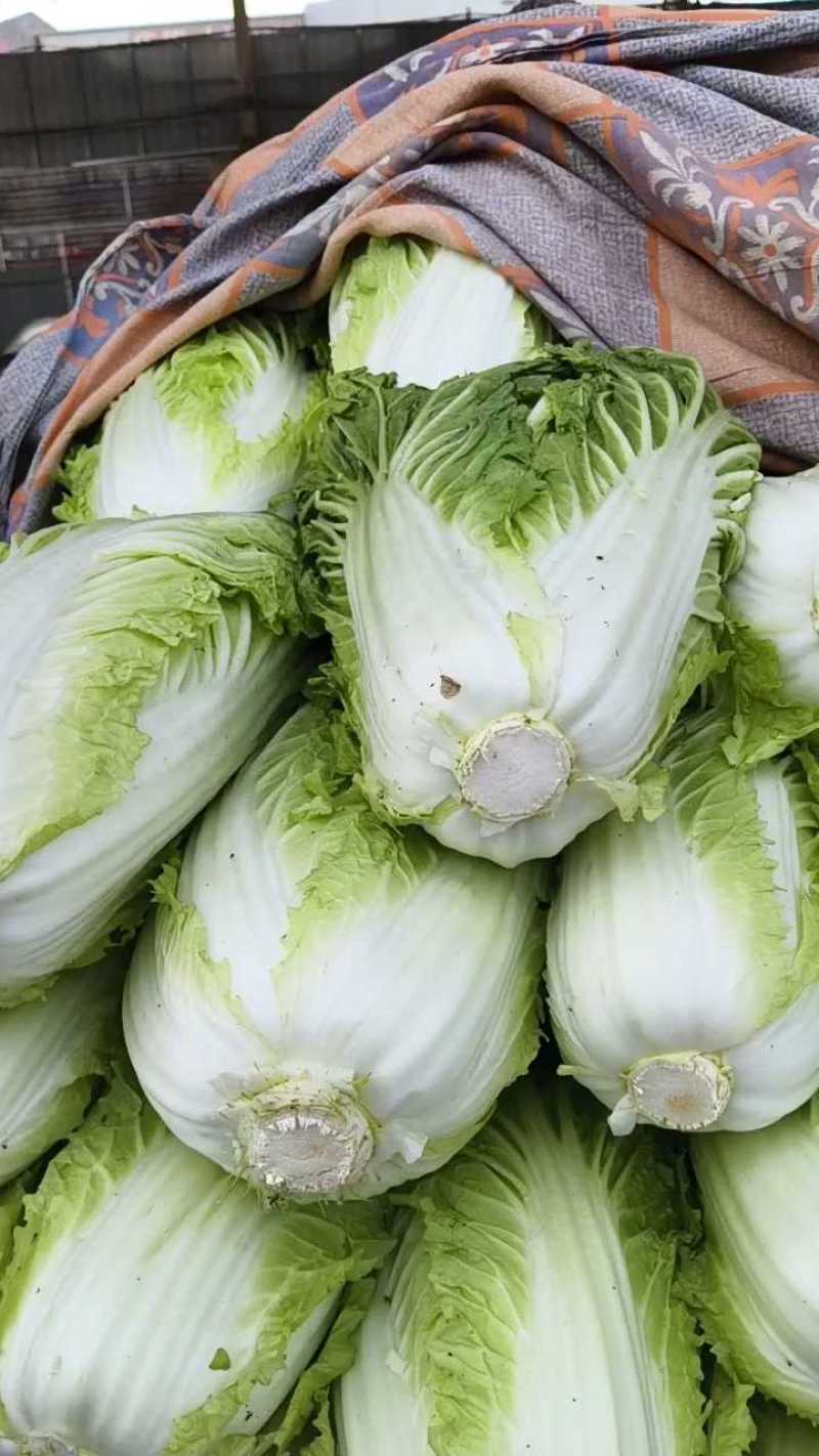 黄心大白菜，六毛七毛，山东泰安梁王市场