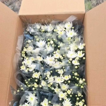 福建漳州菊花盆栽，自家货源/基地直发/量大从优