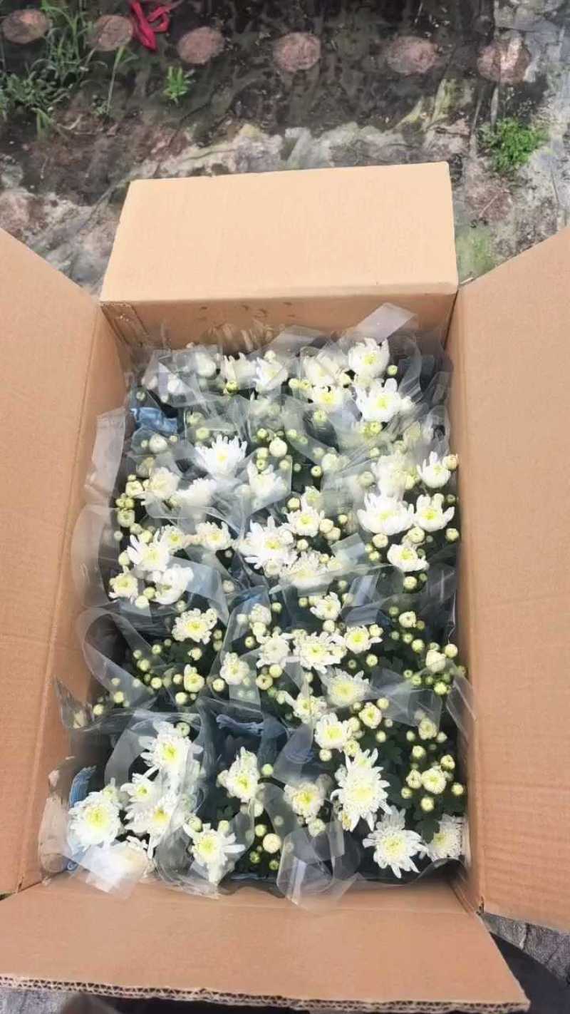 福建漳州菊花盆栽，自家货源/基地直发/量大从优