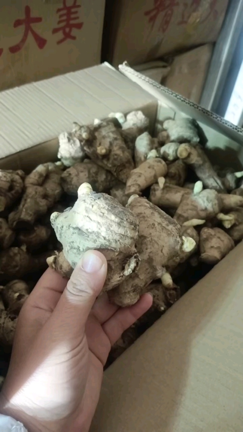 姜种山东【优质368高产姜种】大量供应