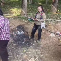 西双版纳冬蜜凤梨，货源充足产地直发，品质有保证