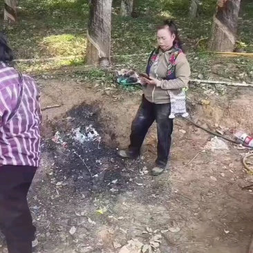 西双版纳冬蜜凤梨，货源充足产地直发，品质有保证