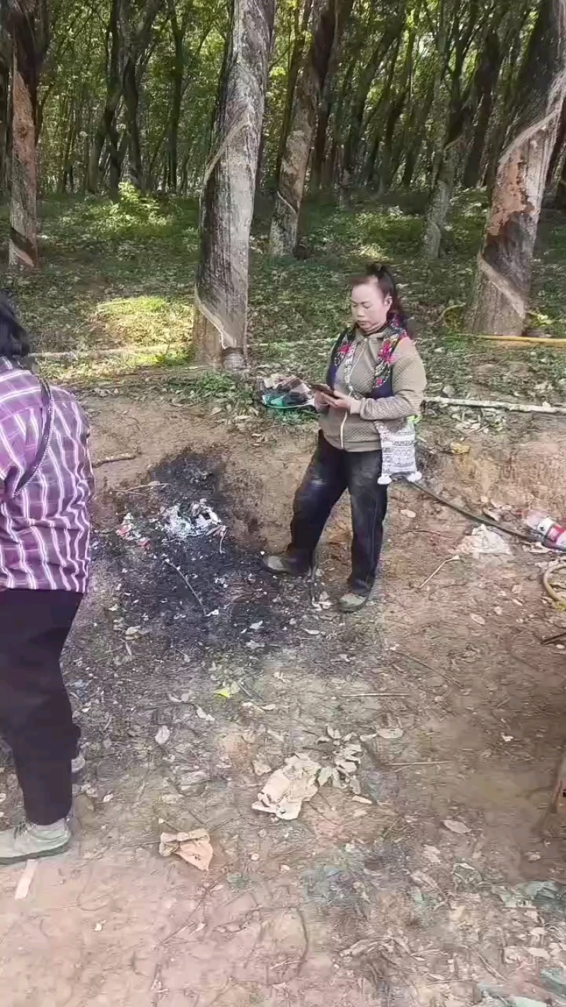 西双版纳冬蜜凤梨，货源充足产地直发，品质有保证
