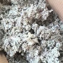 茵陈，沂蒙山山区里的自然优质茵陈有叫白蒿