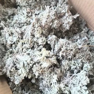 茵陈，沂蒙山山区里的自然优质茵陈有叫白蒿