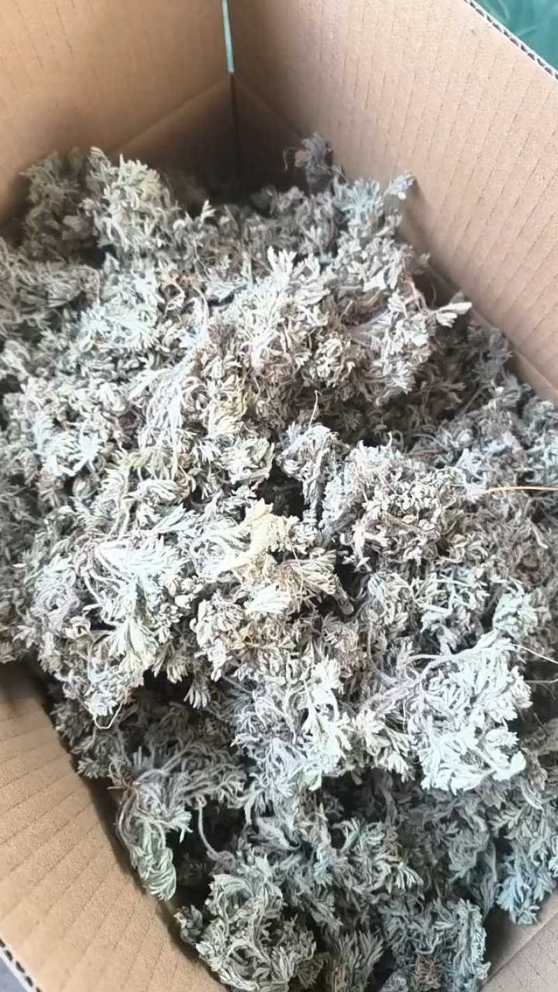 茵陈，沂蒙山山区里的自然优质茵陈有叫白蒿