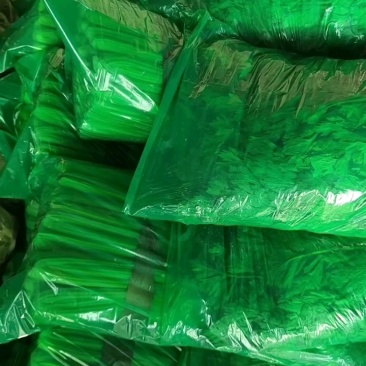 山东聊城西芹上市，精品芹菜全国发货一手货源