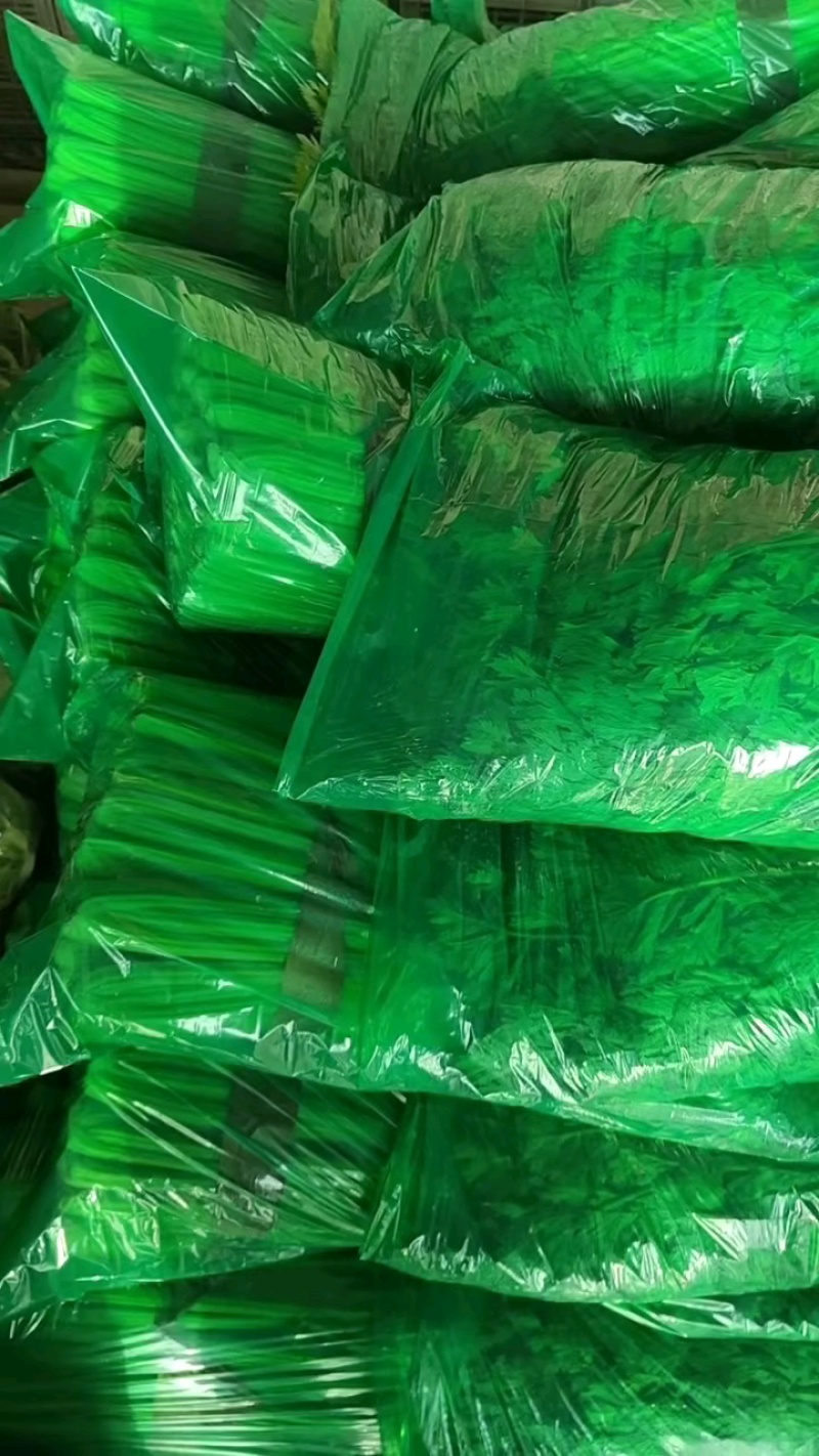 山东聊城西芹上市，精品芹菜全国发货一手货源
