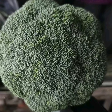 河北基地西兰花大量现货质量好,价格优,待发全国
