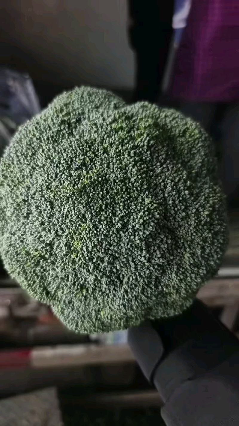 河北基地西兰花大量现货质量好，价格优，待发全国