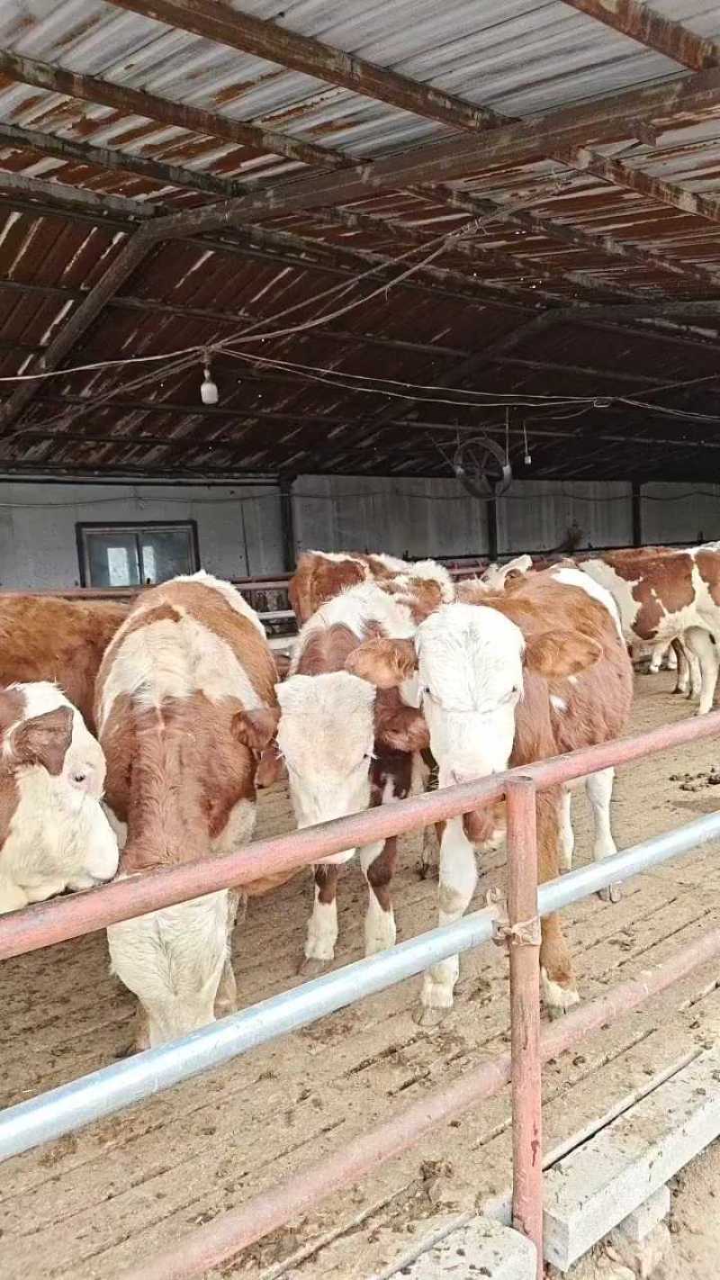 西门塔尔牛活牛对接养殖户抗严寒耐高温公母都有包回收包运费