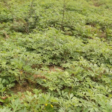 鲜艾草味道浓郁橙乡有艾，大桥艾草量大从优
