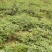 鲜艾草味道浓郁橙乡有艾，大桥艾草量大从优