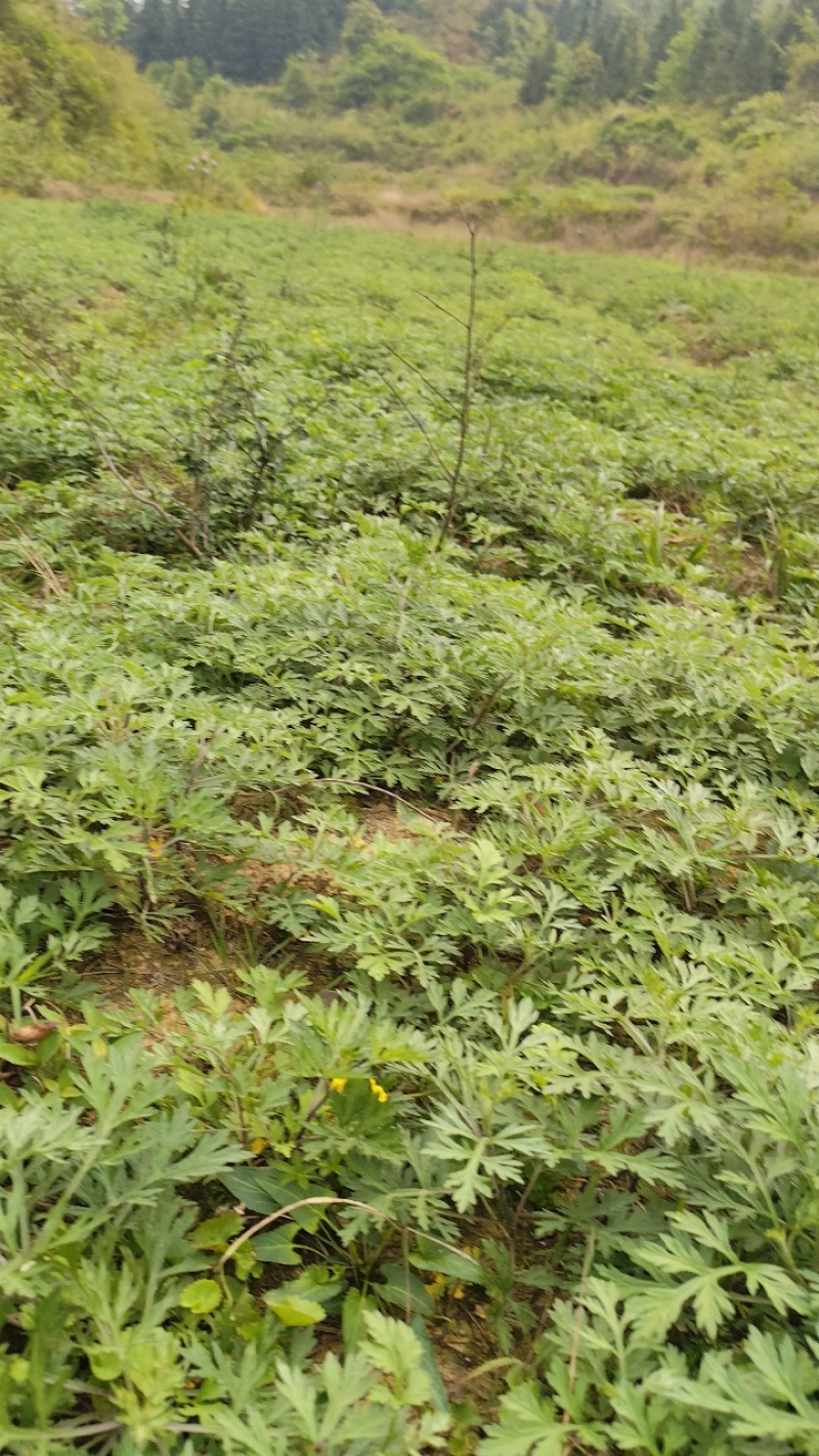 鲜艾草味道浓郁橙乡有艾，大桥艾草量大从优