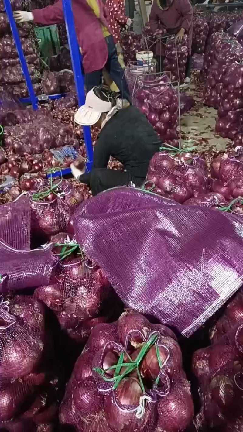 通许洋葱货源充足，价格便宜，可长期供货