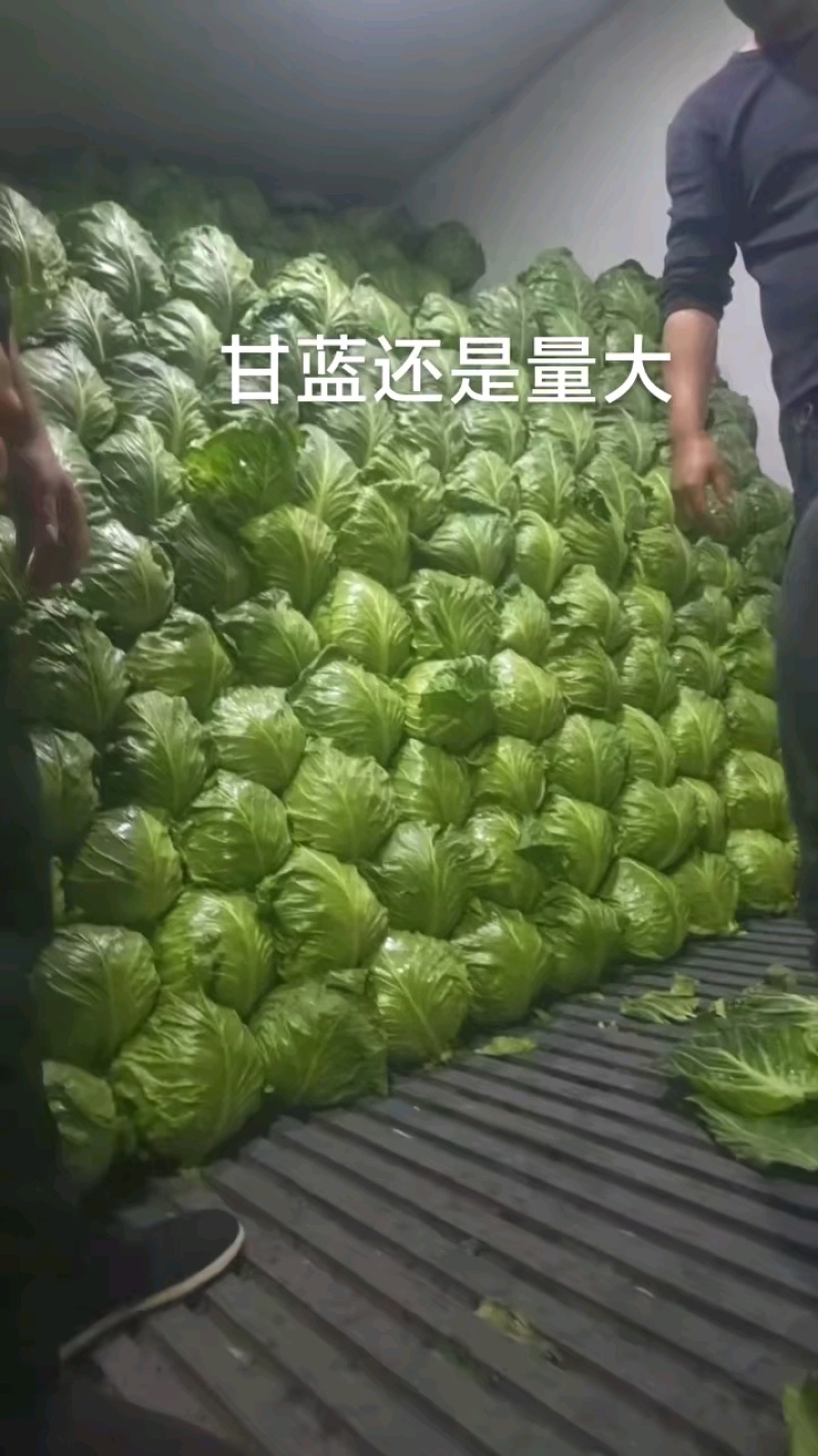 产地甘蓝大量上货中，精选优质货源！