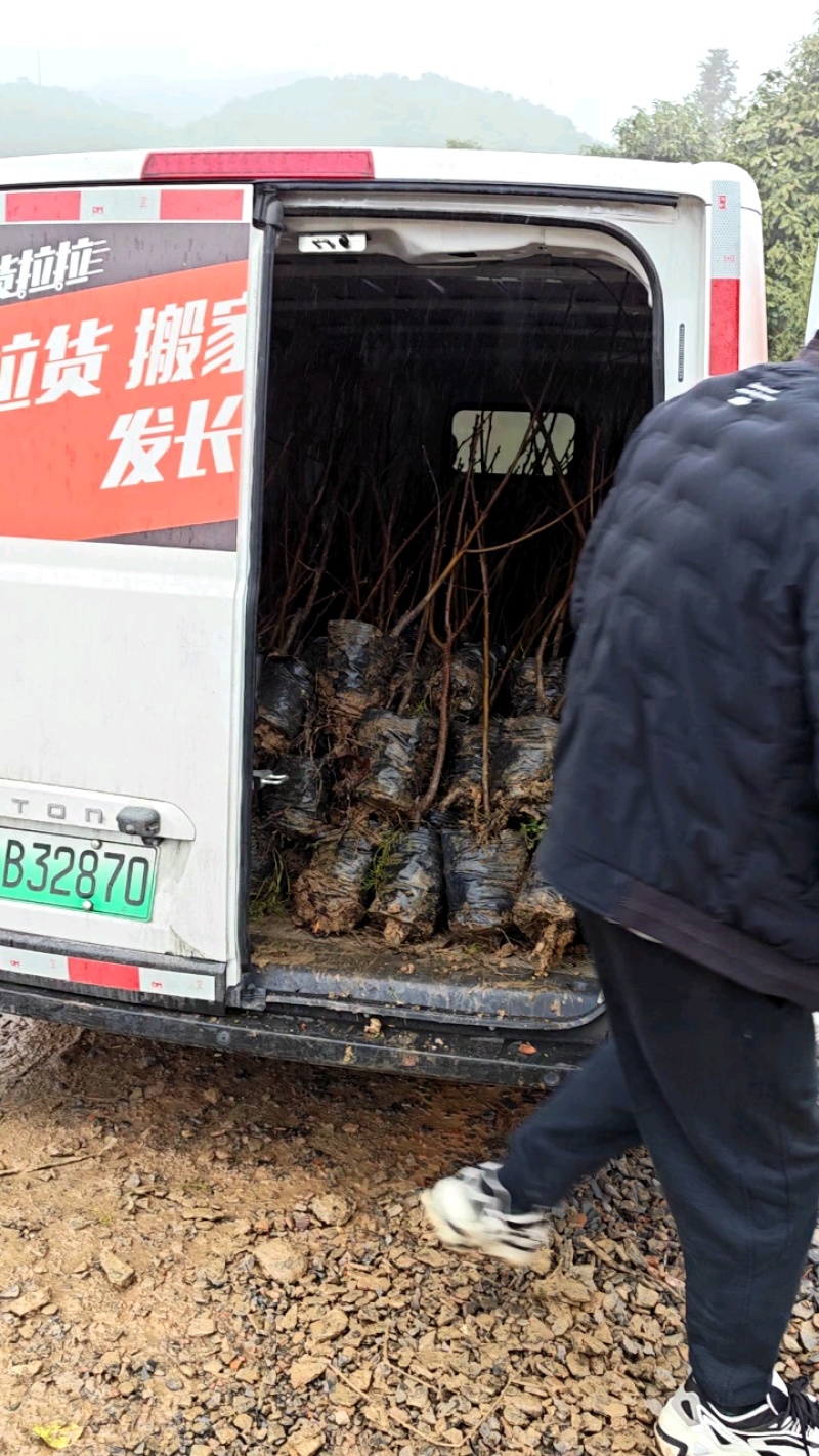 太秋甜柿苗/大秋甜柿苗，雪峰山8号野生柿子粘木嫁接培育