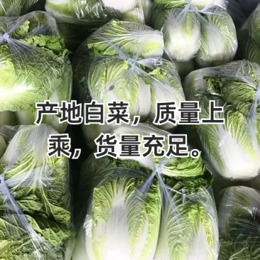 产地白菜，质量上乘