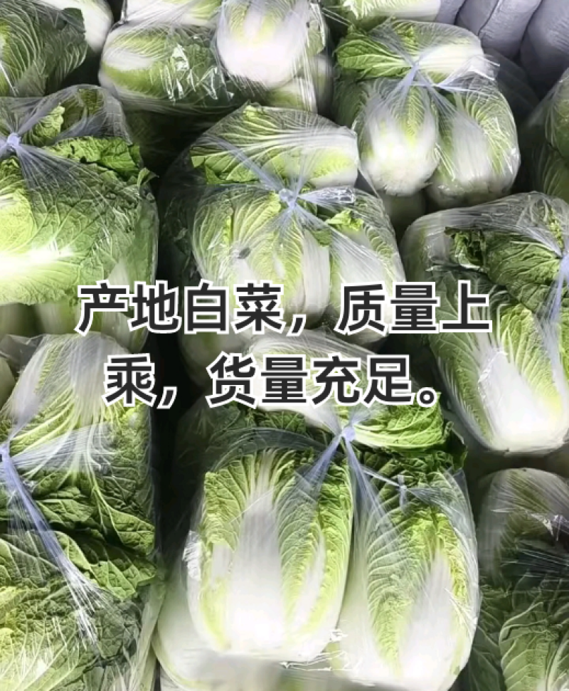 产地白菜，质量上乘