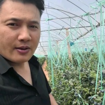 云南产地大量供应蓝莓L25货源充足，新建采摘规格