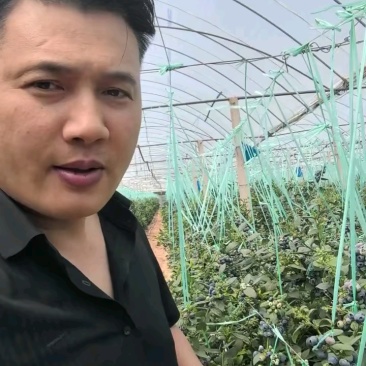 云南产地大量供应蓝莓L25货源充足，新建采摘规格