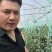 云南产地大量供应蓝莓L25货源充足，新建采摘规格