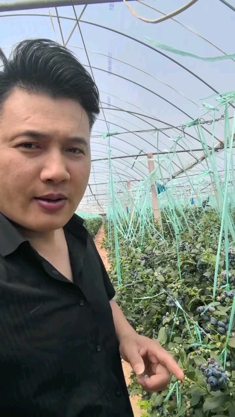 云南产地大量供应蓝莓L25货源充足，新建采摘规格