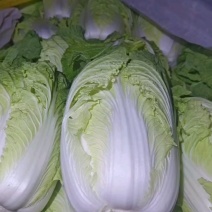 黄心白菜聊城精品黄心大白菜春季白菜一手货源代收代发