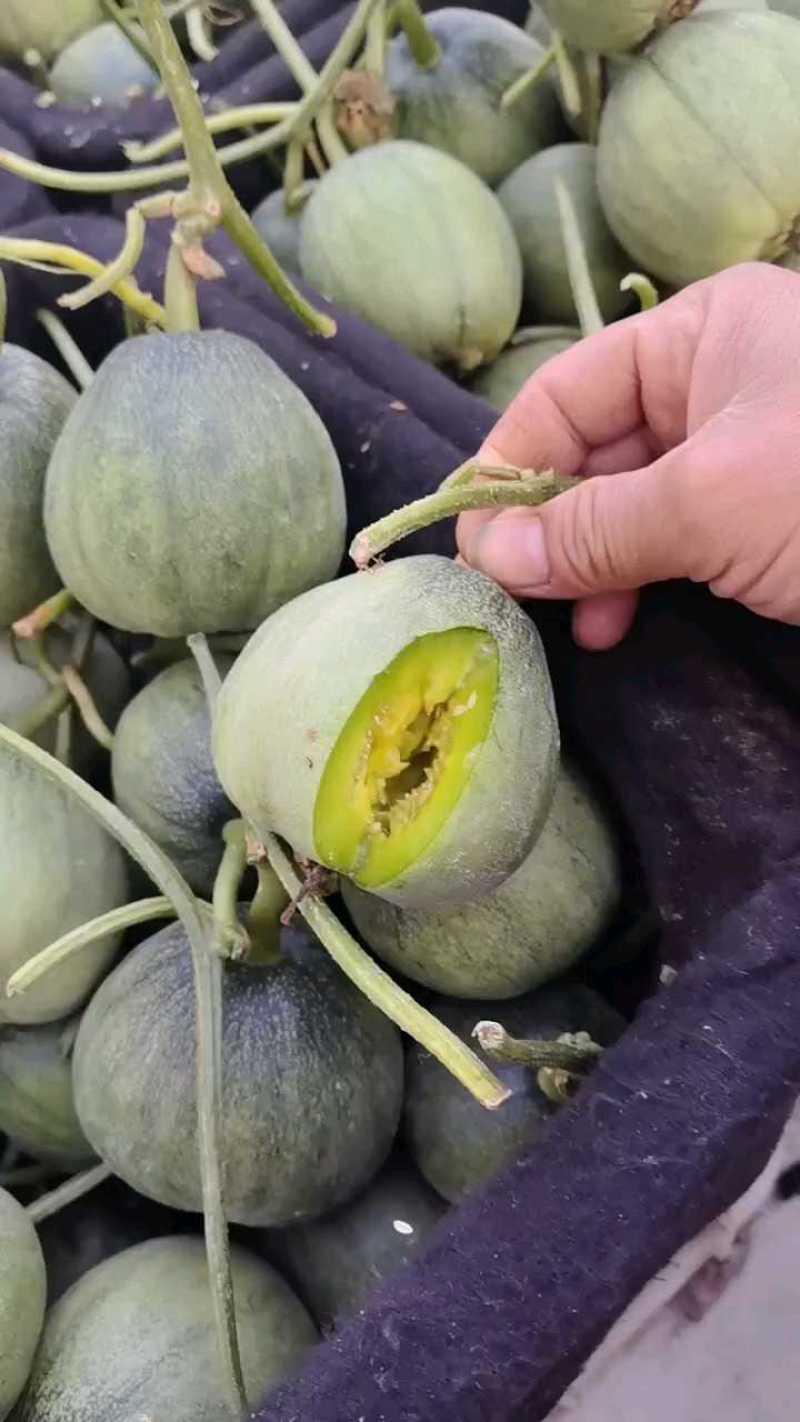 【绿宝甜瓜】绿宝石甜瓜产地直销量大质优价格优惠