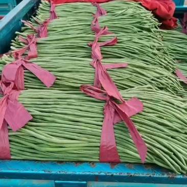 豆角大量有货，价格便宜不限量！