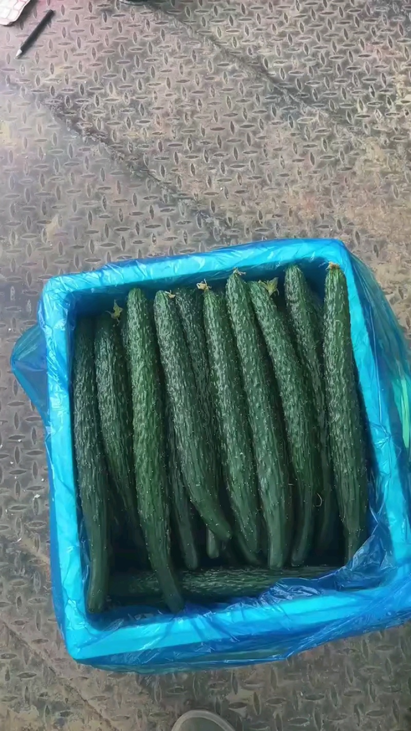黄瓜密刺黄瓜，大棚顶花带刺黄瓜对接电商平台拼多多美团