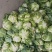 【精品子叶花】陕西洋县白花菜花松花菜实力代办一条龙服务