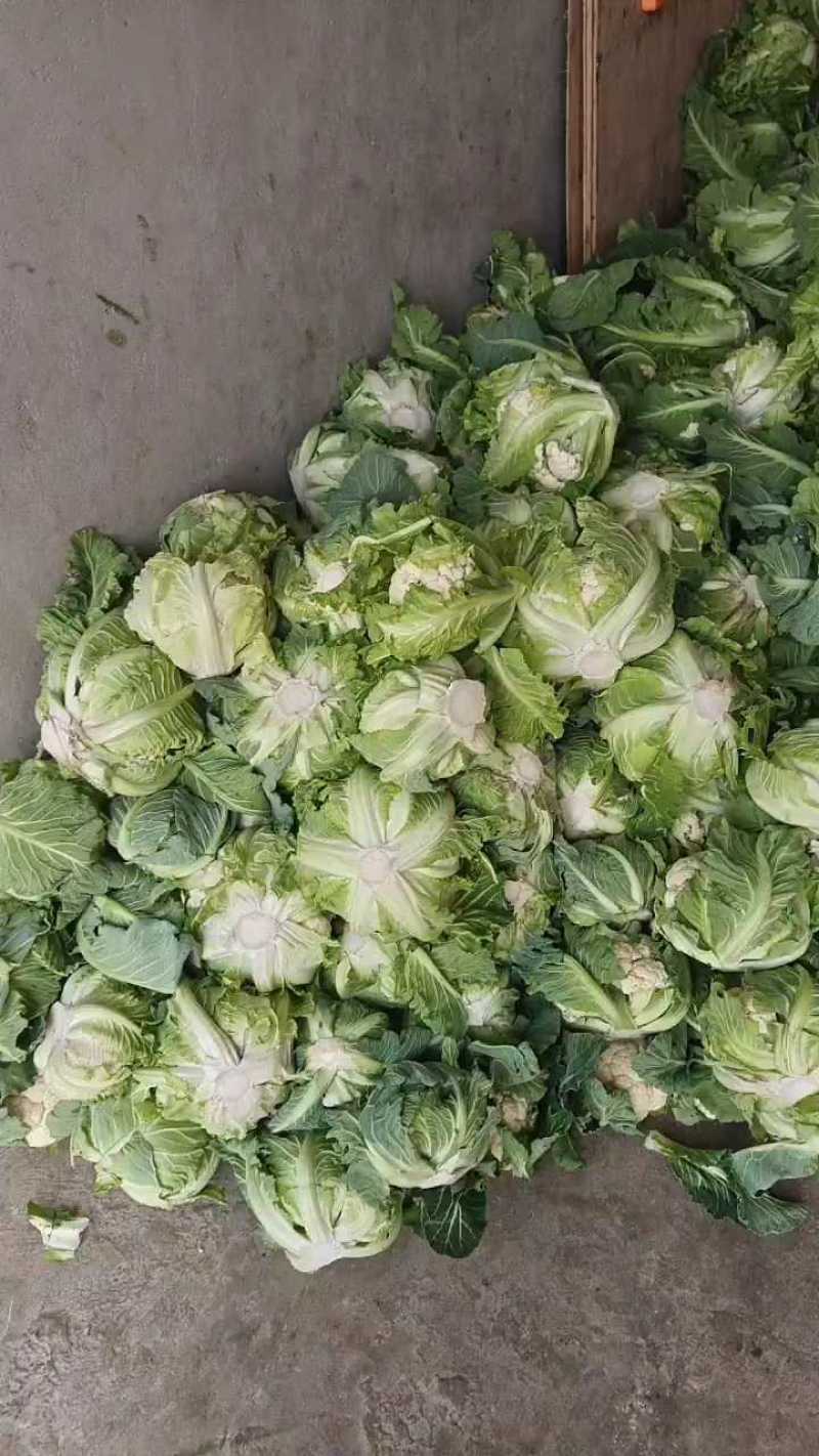 【精品子叶花】陕西洋县白花菜花松花菜实力代办一条龙服务