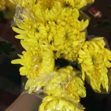 广州菊花全国发货欢迎合作