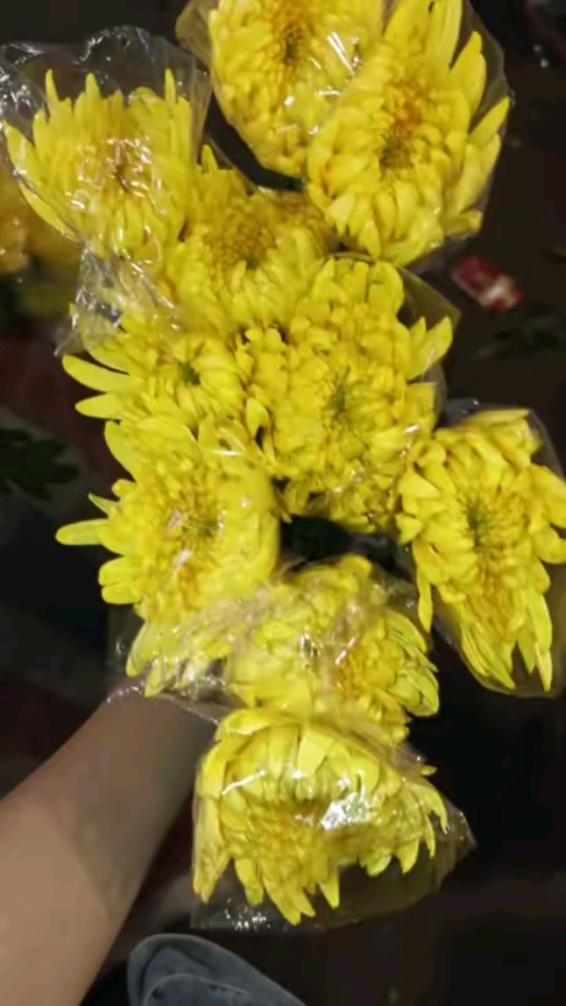 广州菊花全国发货欢迎合作