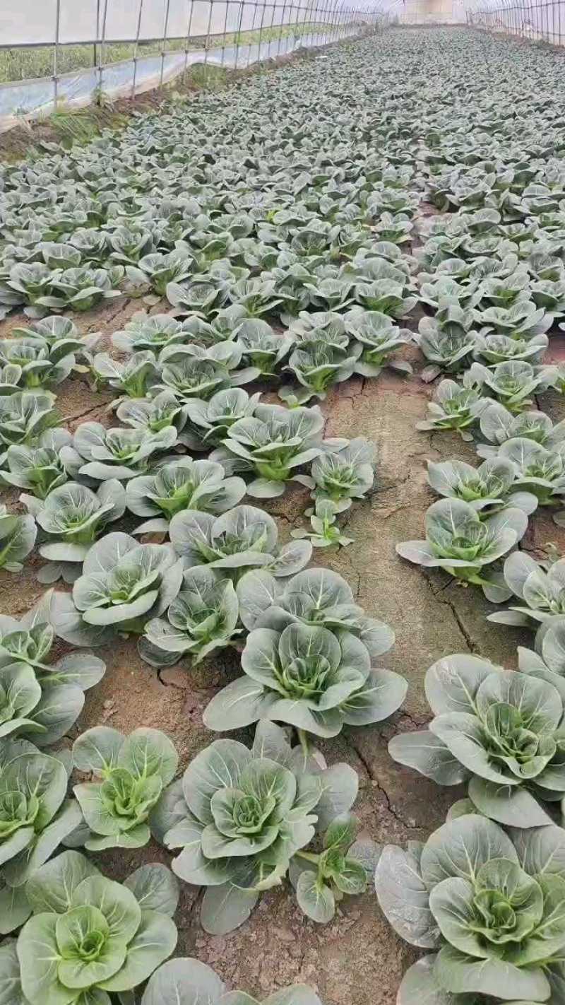 精品苏州青新开盆，日供万斤以上